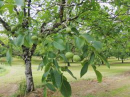 Verger de noyers, Molières (24)